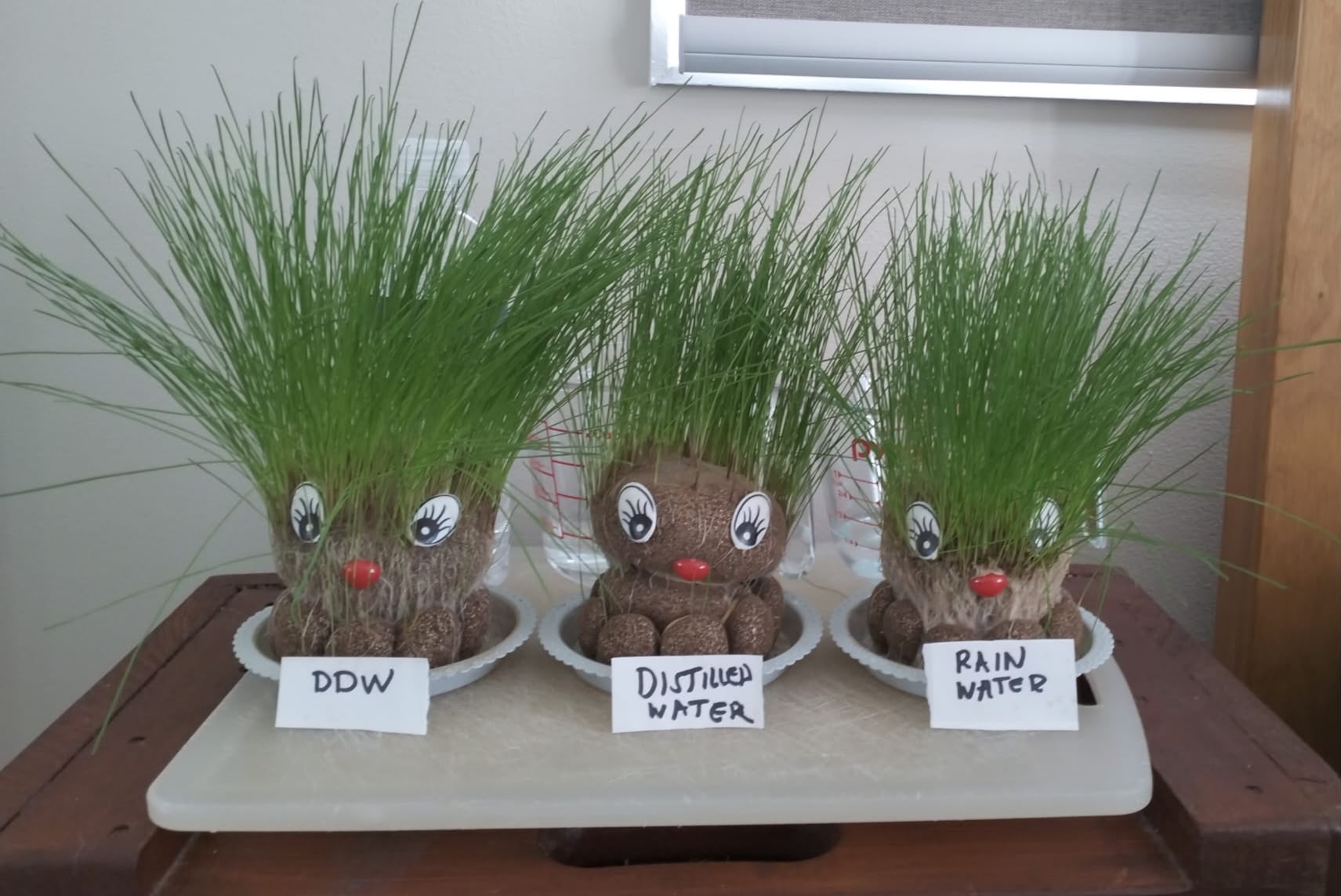 Three grass head dolls at day 10, showing final growth results after 10 days — DDW on the left with the most growth, distilled water in the middle, and Gold Coast rainwater on the right